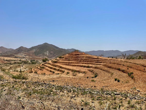 Terracing of trees Ethiopia I KAIBAE