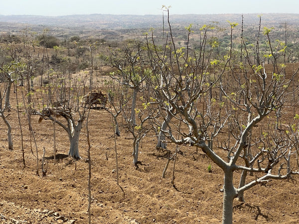 Ethiopia, trees and plants during the drought I KAIBAE