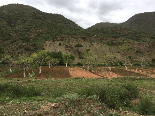 Mooring Trees Ethiopia I KAIBAE