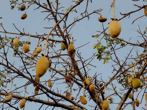 Baobab fruit on the Baobab tree in Ghana Africa