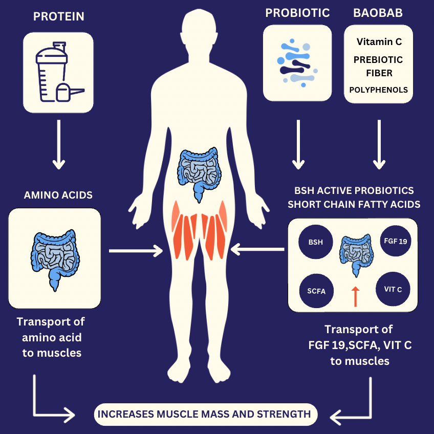 Infographic shows how fiber and Baobab benefits protein metabolism for muscles