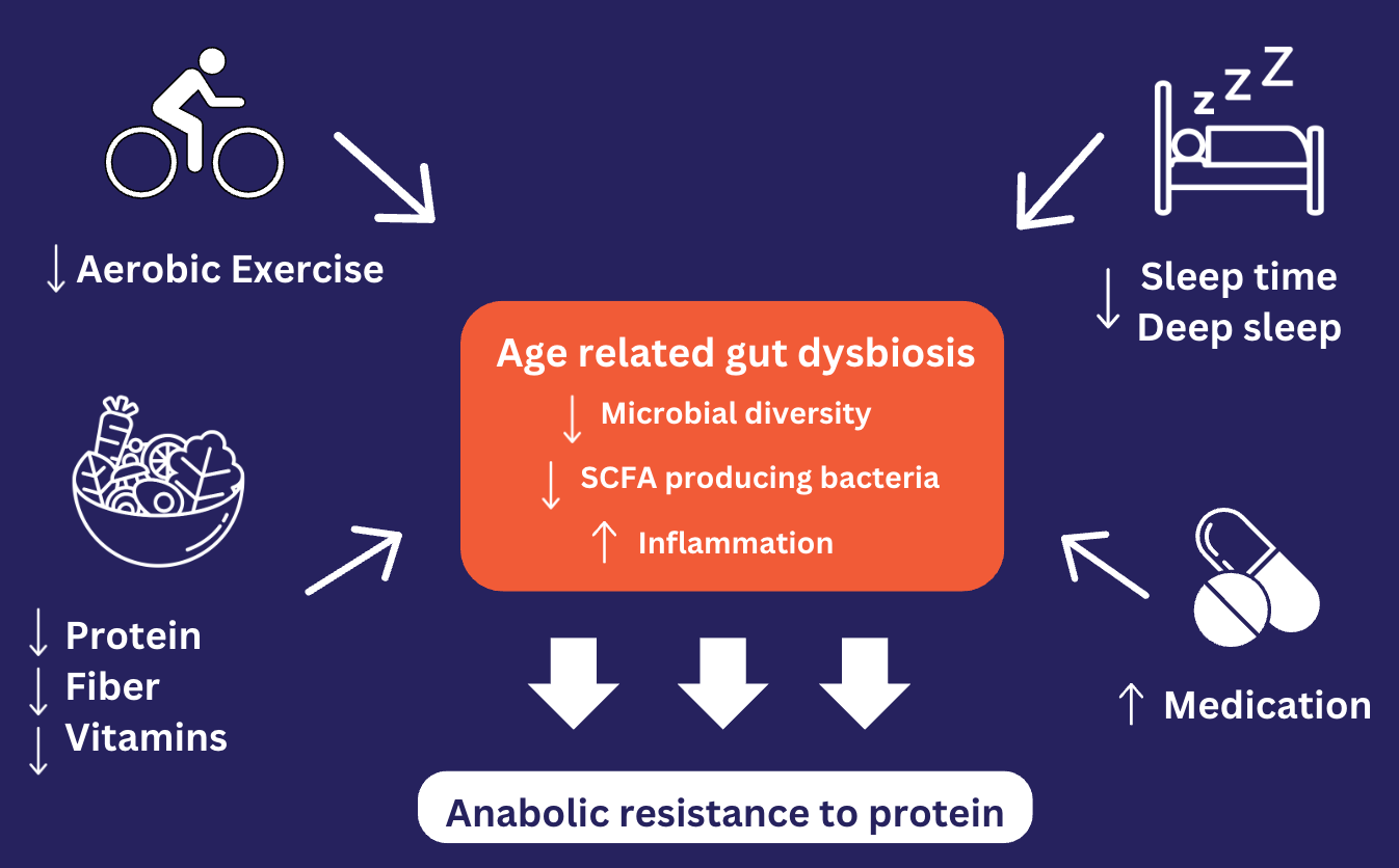 Infographic shows the relationship of the gut to muscle health