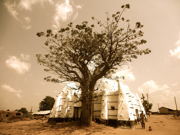 Famous Baobab tree of next to the historic Mosque of Larabanga mosque from 1421