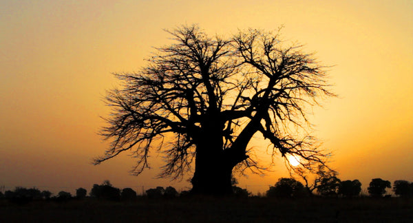 KAIBAE harvest, Baobab tree, Northern Ghana