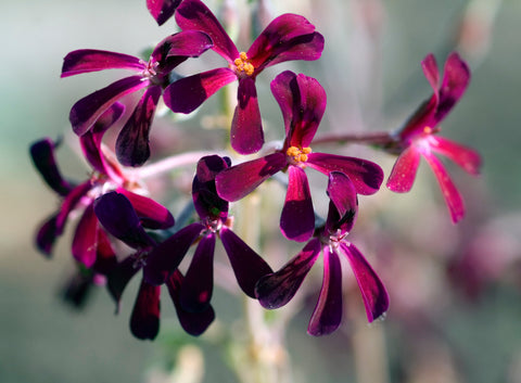 Pelargonium a South African wild harvested plant with great respiratory health benefits.