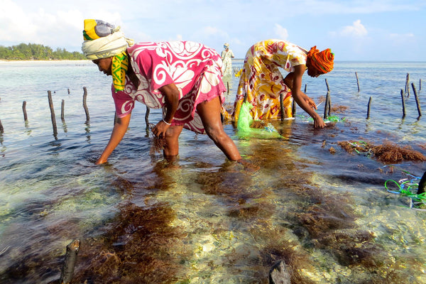 Seaweed Mamas off the coast of Zanzibar harvesting seaweed