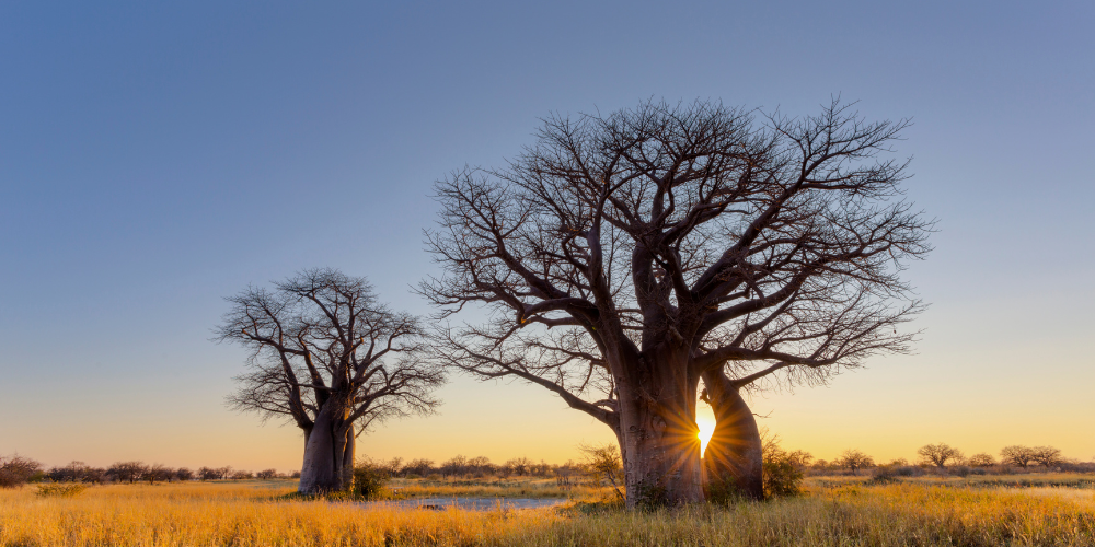 Baobab trees the African tree of life I KAIBAE