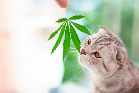 Hemp Leaf with Cat