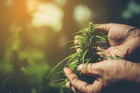 Hemp Plant in Hand