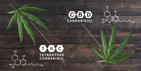 THC and CBD Chemical Makeup