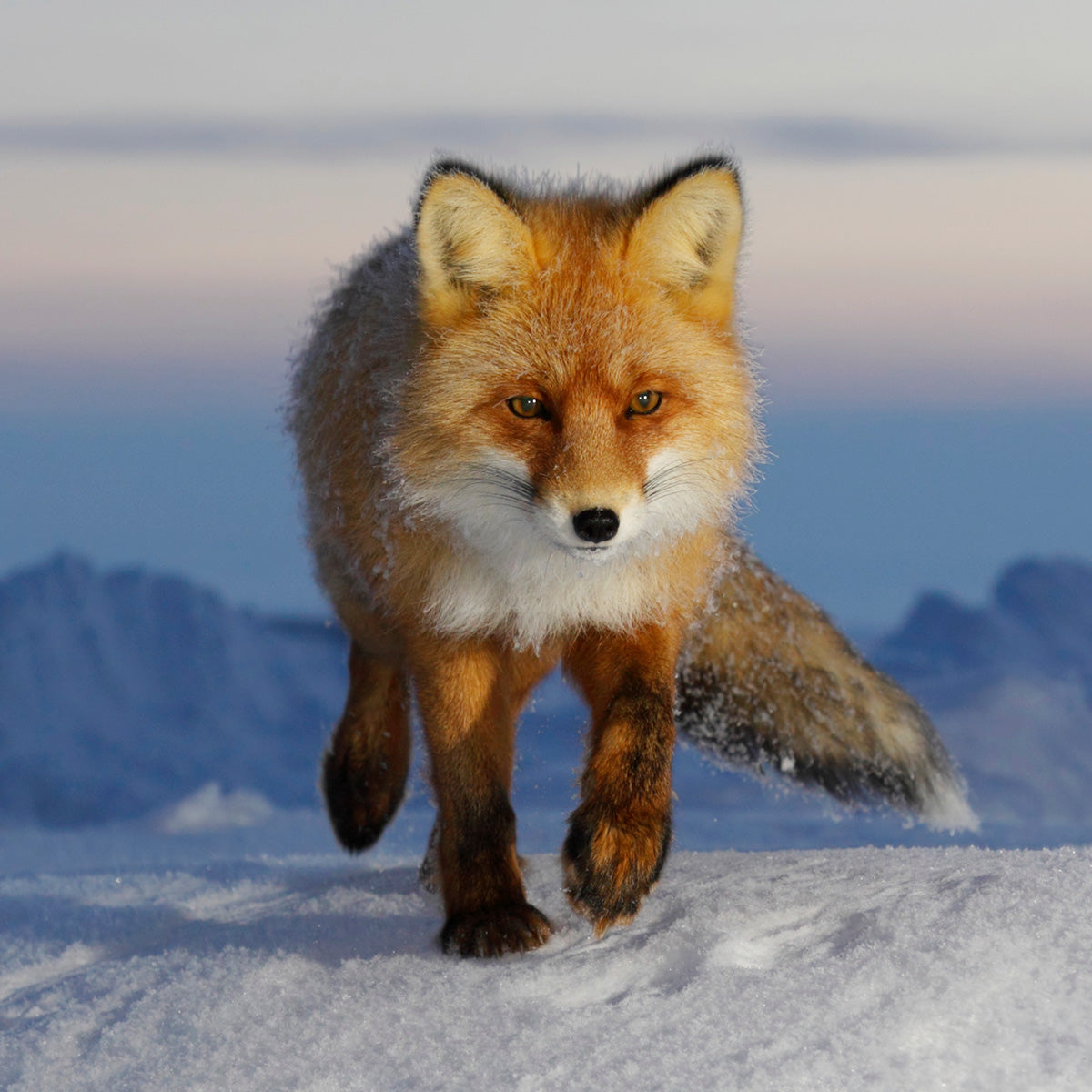 Adopt an Arctic Fox  Symbolic Adoptions from WWF