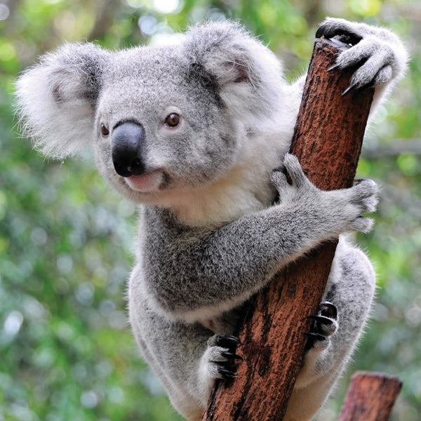 Adoptez Un Koala Wwf Canada