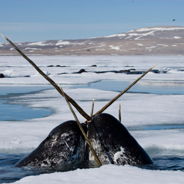 Narwhal-poster-image---credit-Paul-Nicklen-National-Geographic-Stock-WWF-Canada_grande.jpg