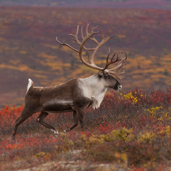 Adoptez Un Caribou Wwf Canada