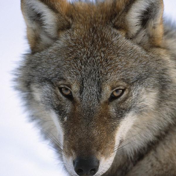 Adoptez Une Famille De Loups Gris Wwf Canada