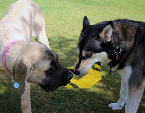 IS TUG-OF-WAR BAD FOR DOGS? 