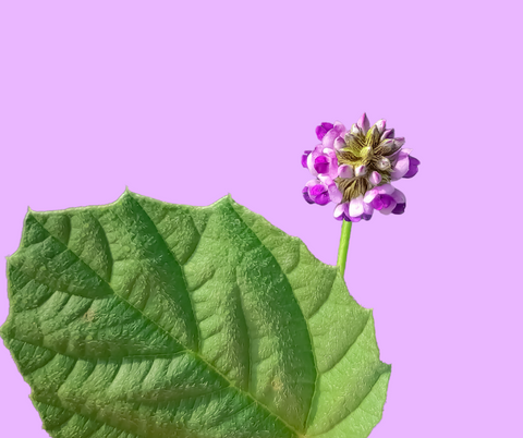 Bakuchiol leaf and flower on a purple background.