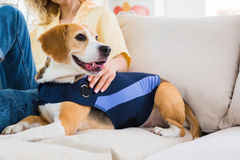 beagle wearing blue polo thundershirt