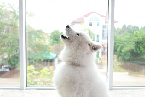 white dog in front of window is howling