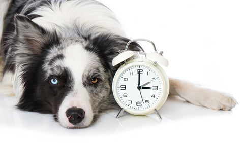 dog waiting by clock returning to office separation anxiety