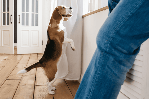 dog exploring new home