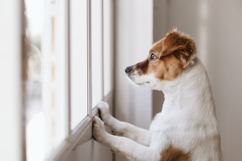 dog looking out window separation anxiety