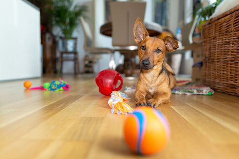 dog playing with toys newly adopted