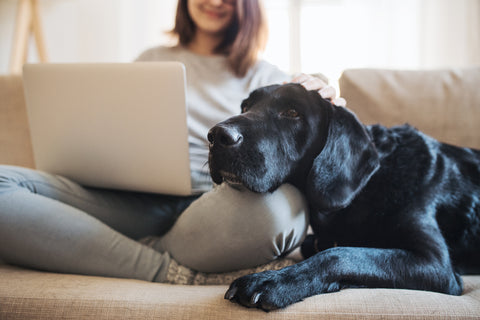 dog laying on couch with owner who is on laptop