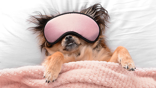 dog in bed with eyemask