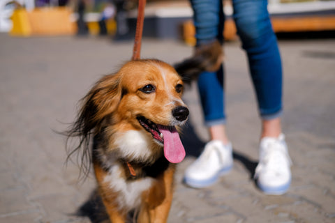 tips for better walks with dog avoid hot pavement