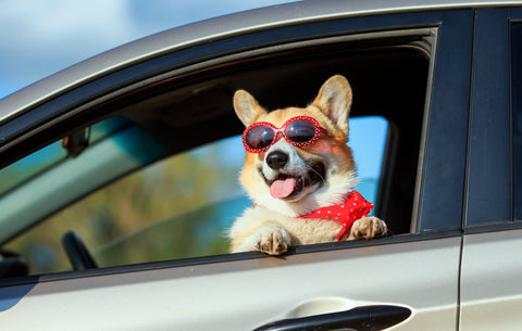 travel anxiety tips dog in driver seat