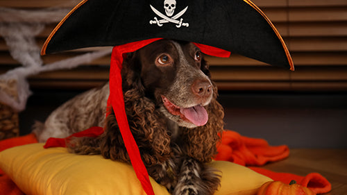 halloween dog in pirate hat costume