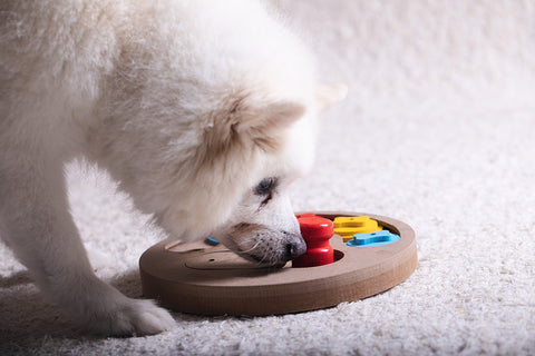 dog playing with treat puzzle