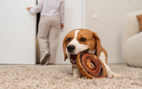 woman leaving dog