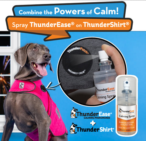 using thunderease for dogs spray and thundershirt