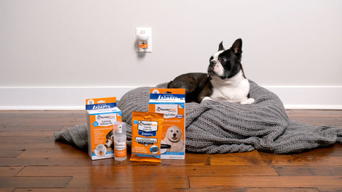 thunderease dog laying beside product