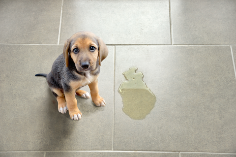 cute puppy sits on the floor next to a puddle of urine