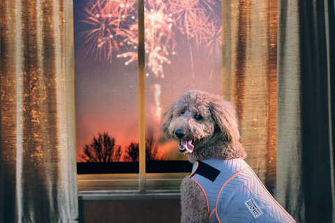 dog wearing thundershirt fireworks happening outside of window