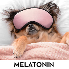 Melatonin (Dog sleeping with eyemask and pink blanket)