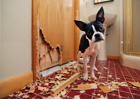 sad dog that has destroyed a door is standing in a bathroom with wood pieces all over