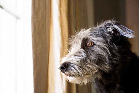 sad grey dog looks out window