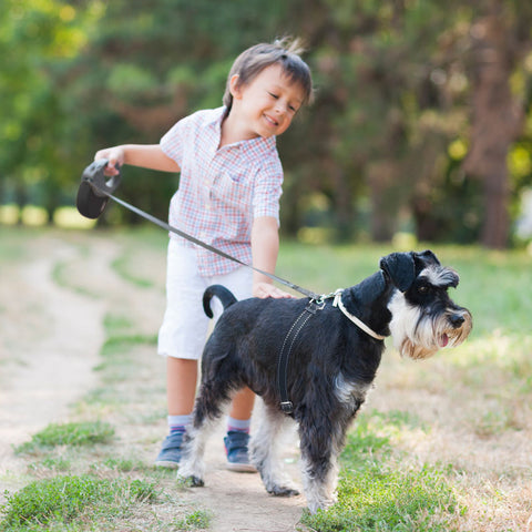 Thunderleash for dogs 