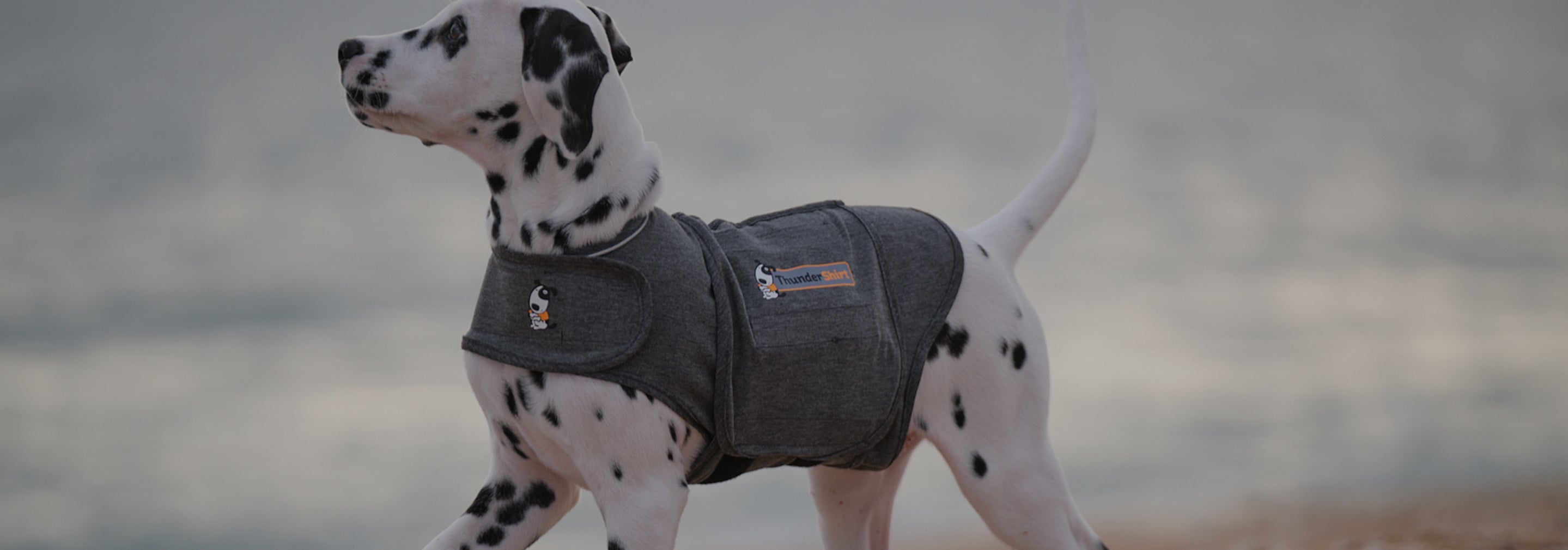 thunder shirts for small dogs