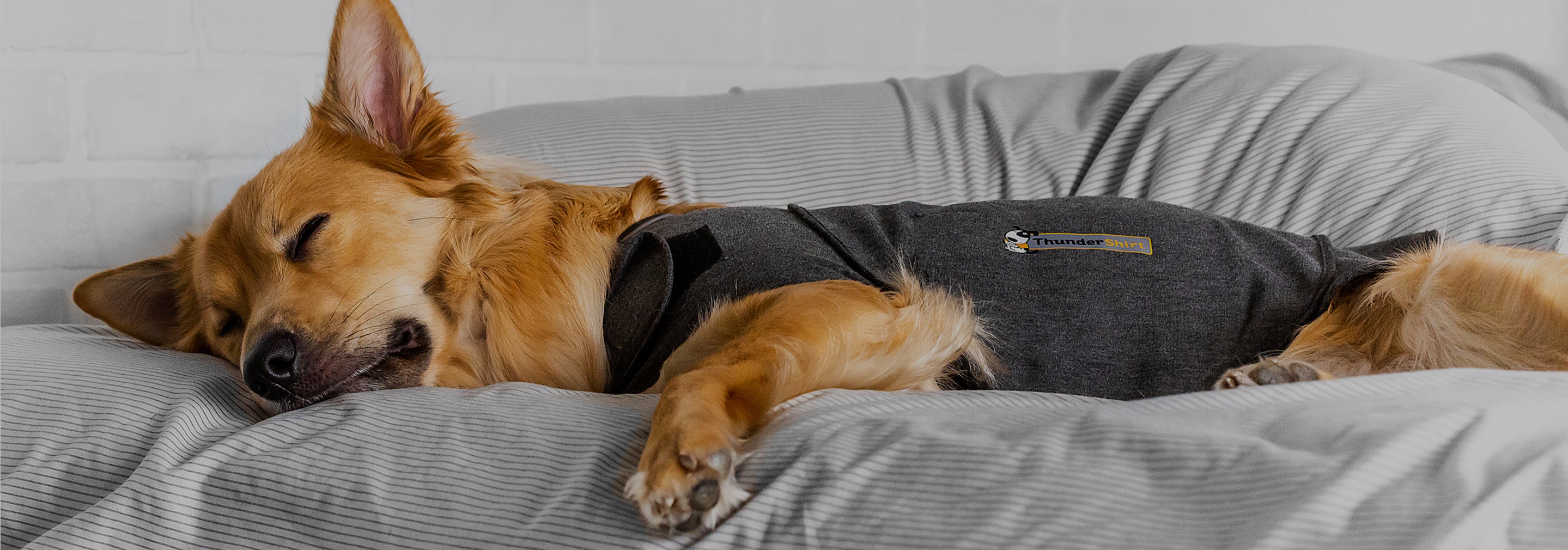 thunder shirts for small dogs