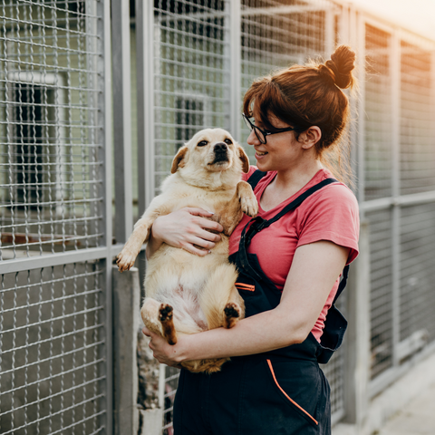 woman adopting a dog from the animal shelter