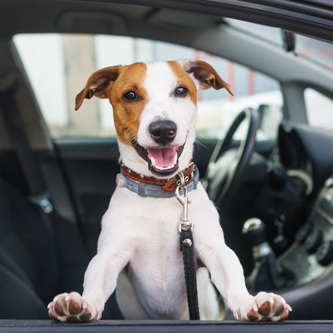car ride anxiety dog
