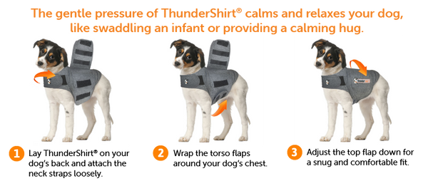 How to put on a ThunderShirt