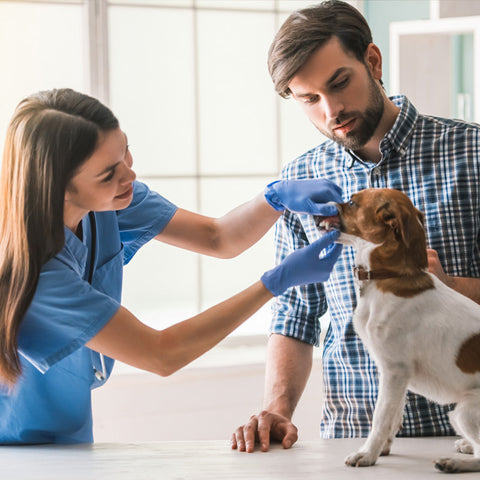 be with your dog during vet visit to make it easier
