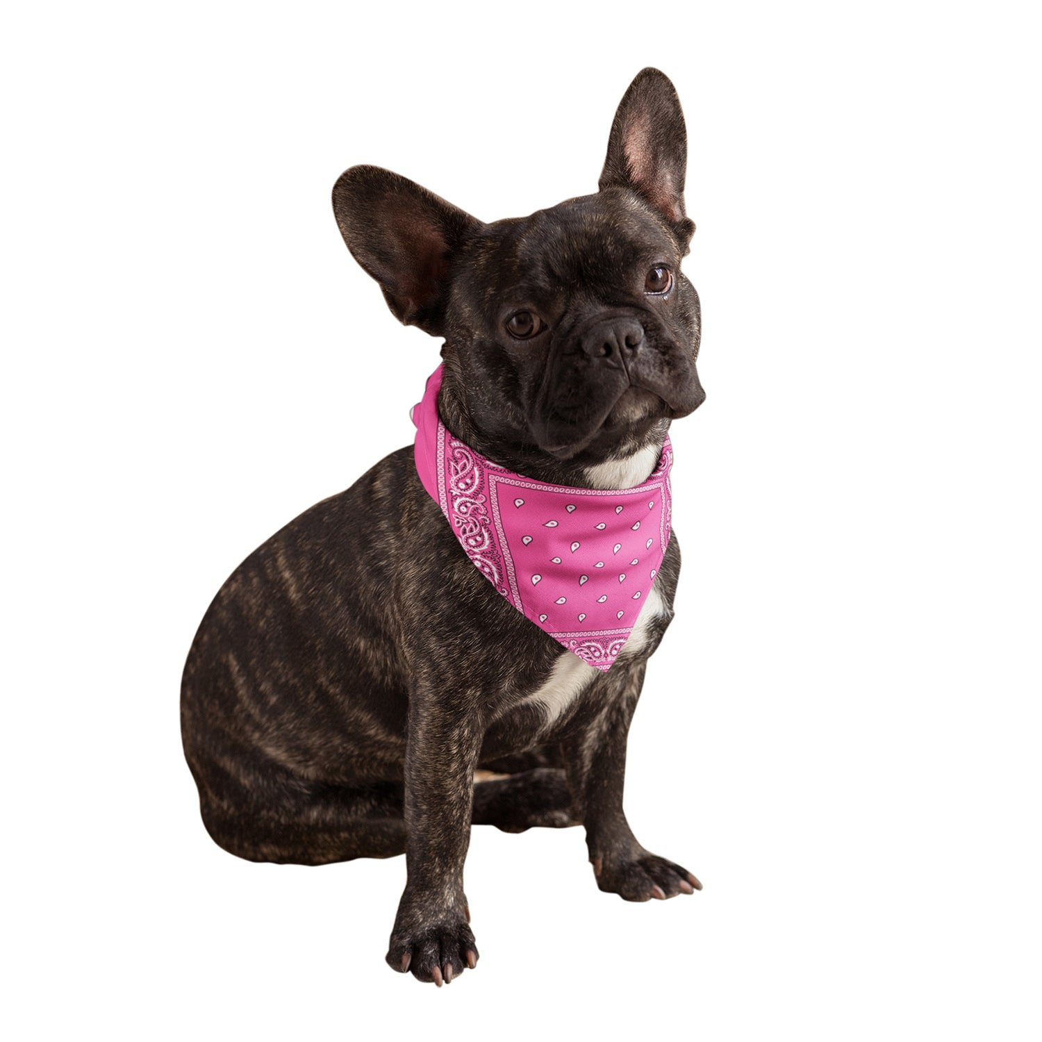 Buckle Dog Bandana Dog Pet Cat Bandanna Pink LOS ANGELES 