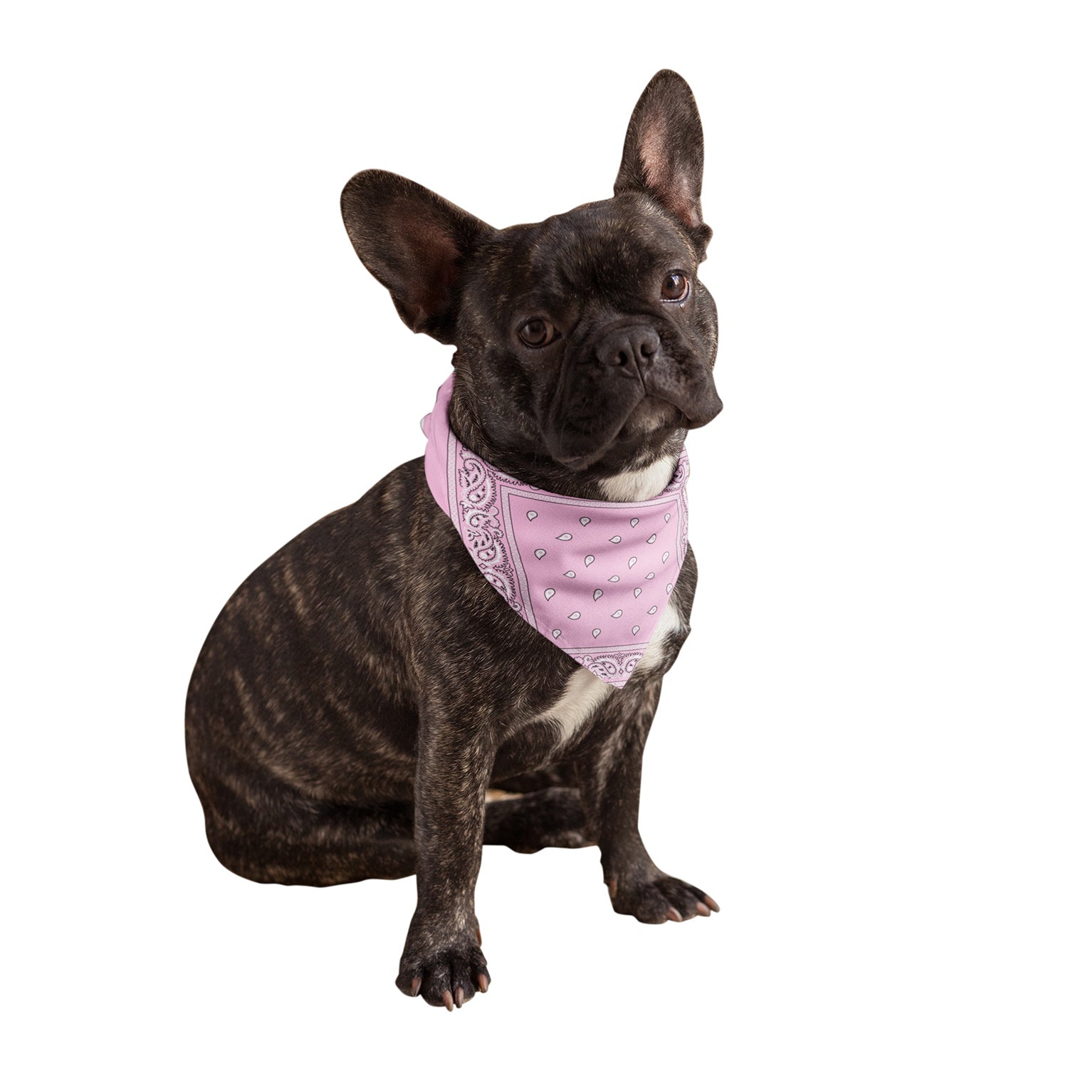 Buckle Dog Bandana Dog Pet Cat Bandanna Pink LOS ANGELES 